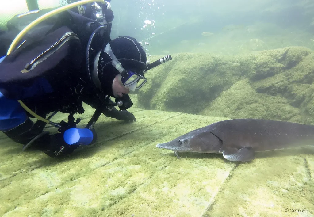 The friendly sterlet with Steve Collins
