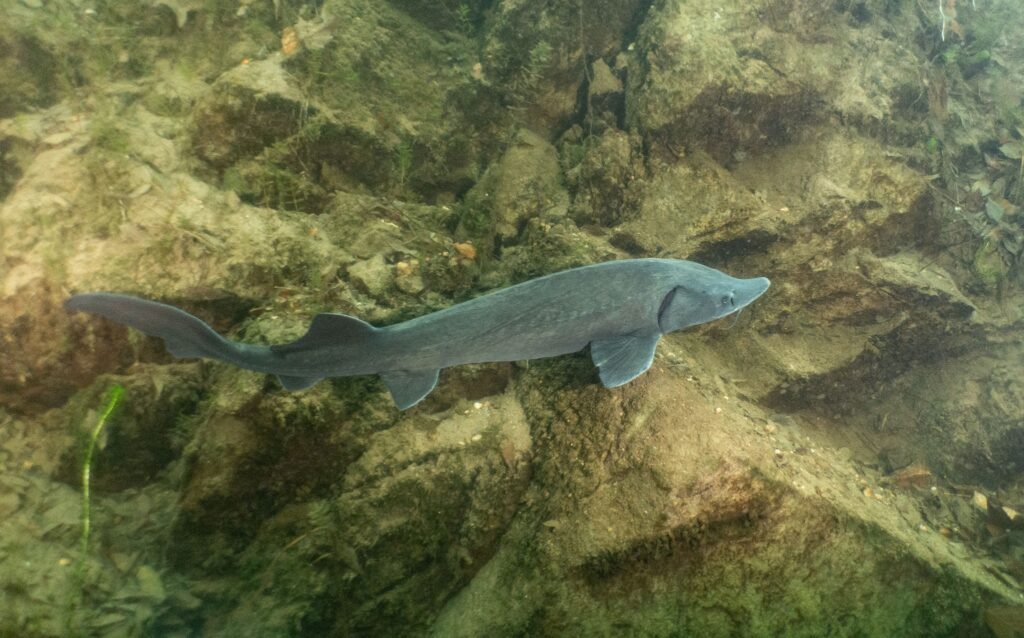 A young sturgeon swimming near rocks.