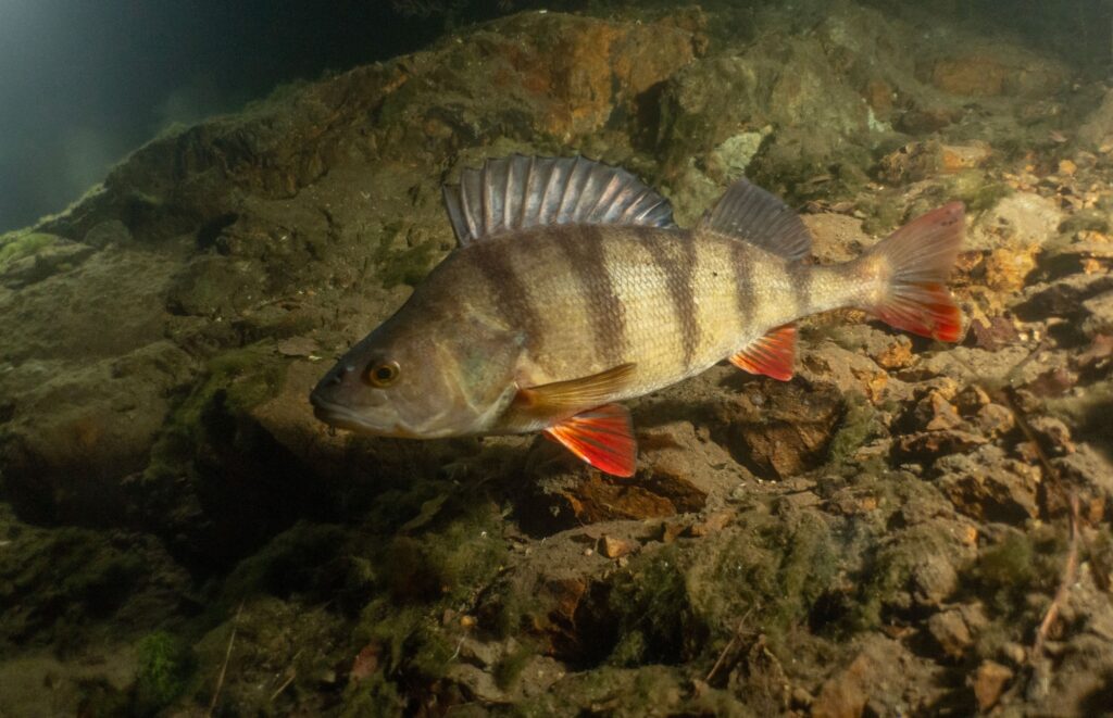 A close up photo of a small perch swimming over rocks and stones.