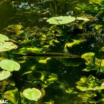A small Jack Pike swimming through lilypads.