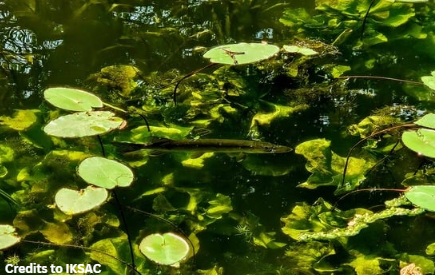 A small Jack Pike swimming through lilypads.